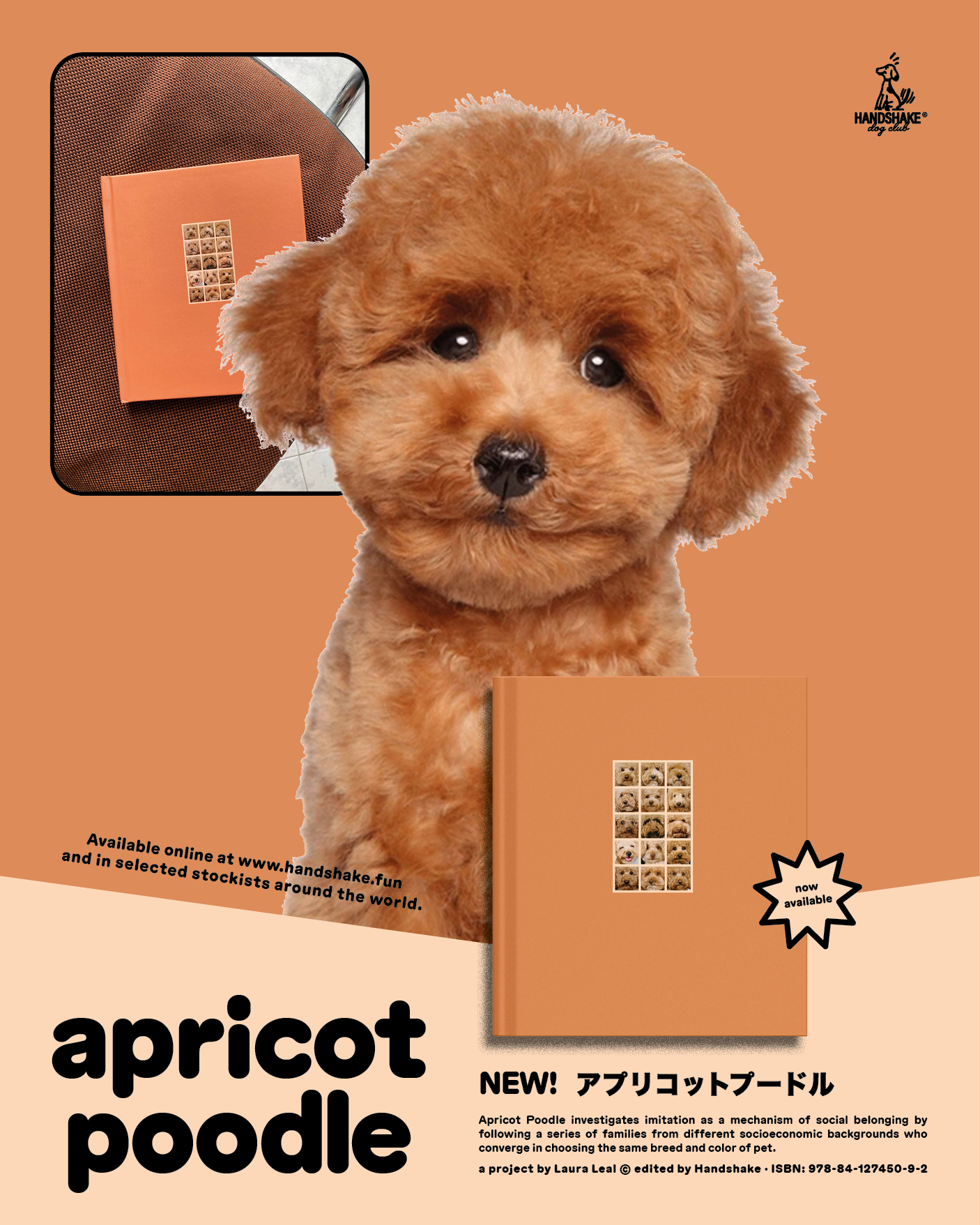 Apricot Poodle